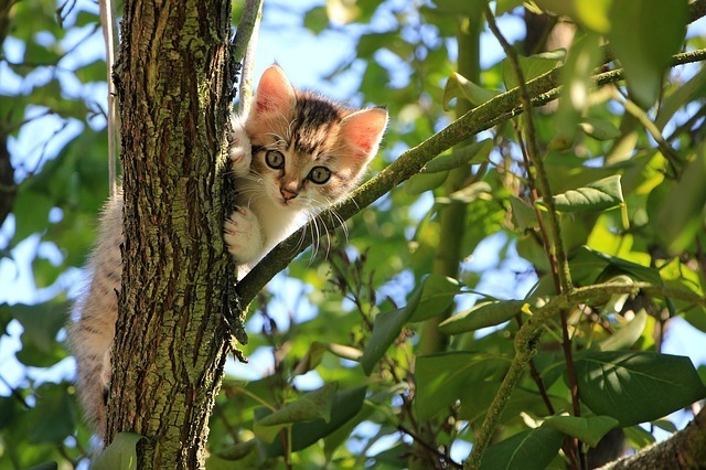 子猫