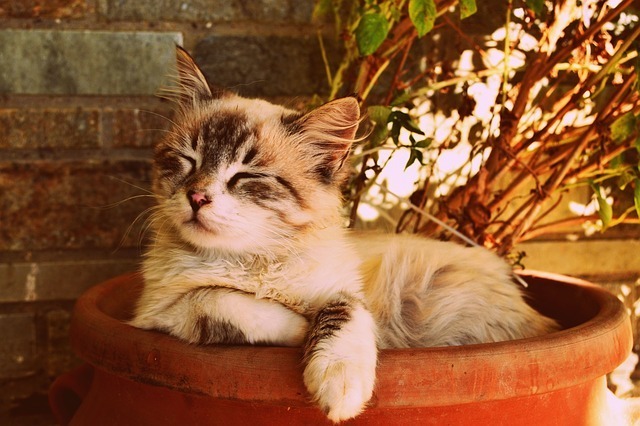 女の子猫