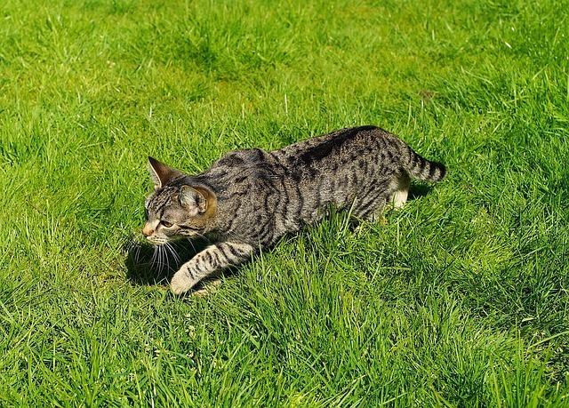 走る猫