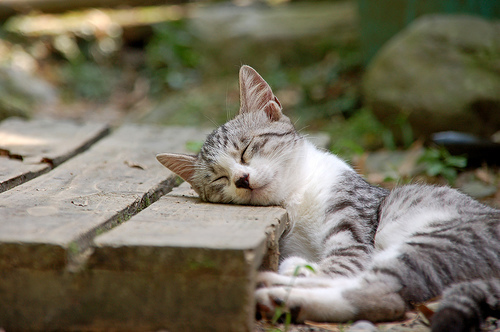 猫
