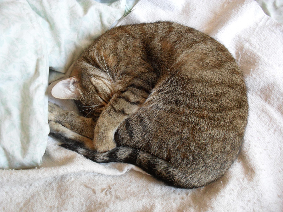 猫