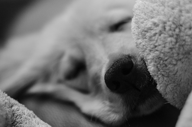 ソファでくつろぐ犬