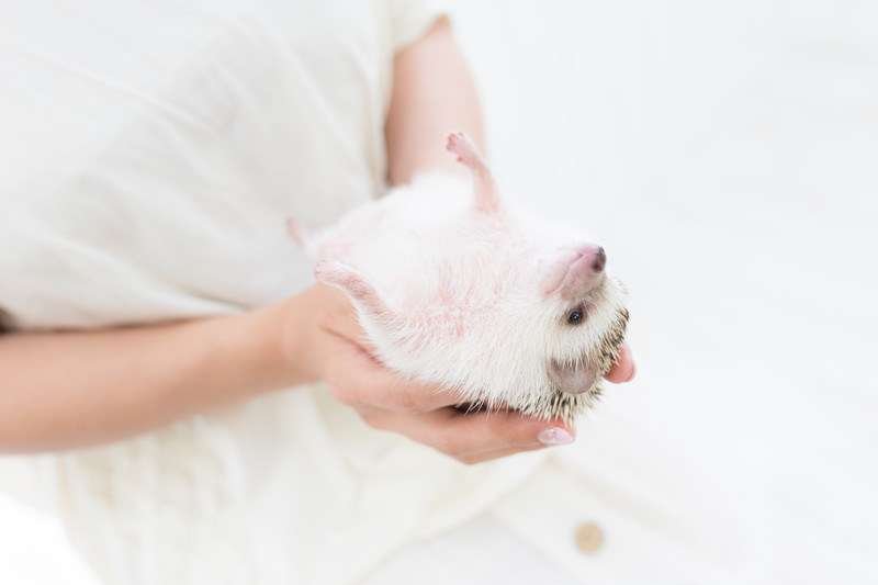 人に持たれているハリネズミ
