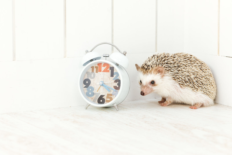 時計とハリネズミ