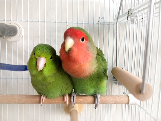 コザクラインコ