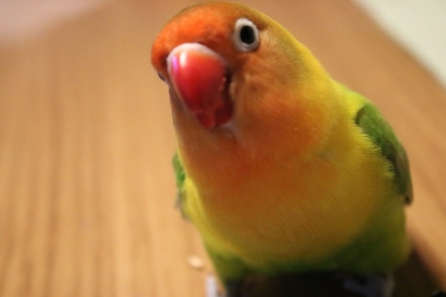 ボタンインコ