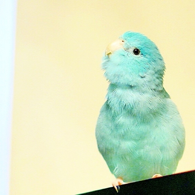 マメ