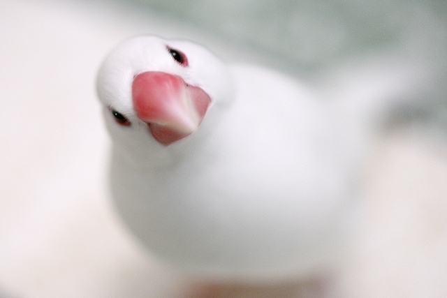 白