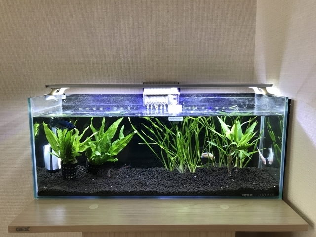 大型のアクアリウム