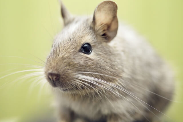 デグーの飼い方・飼育について解説!トイレのしつけや病気にならないために気をつけるべきこと