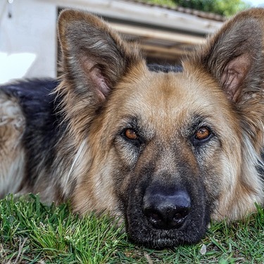 代表的な警察犬の犬種は？警察犬の仕事や報酬・警察犬になるにはどうしたらいいのか？