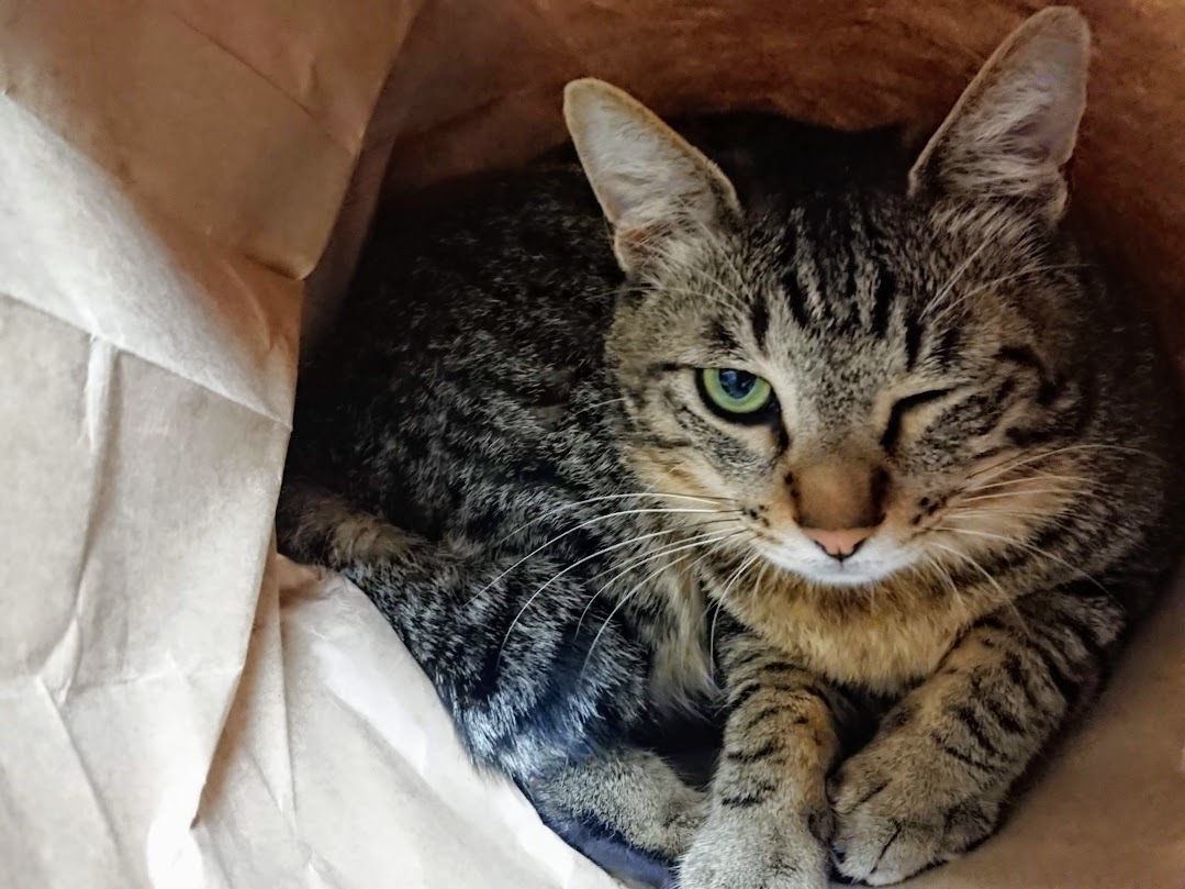 猫はなぜ爪とぎをするのか？猫が爪とぎをする理由としつけを紹介！のイメージ