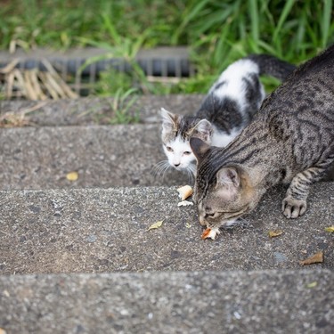 野良猫は冬の寒さを乗り越えるのか？【寝床・どこにいる？】