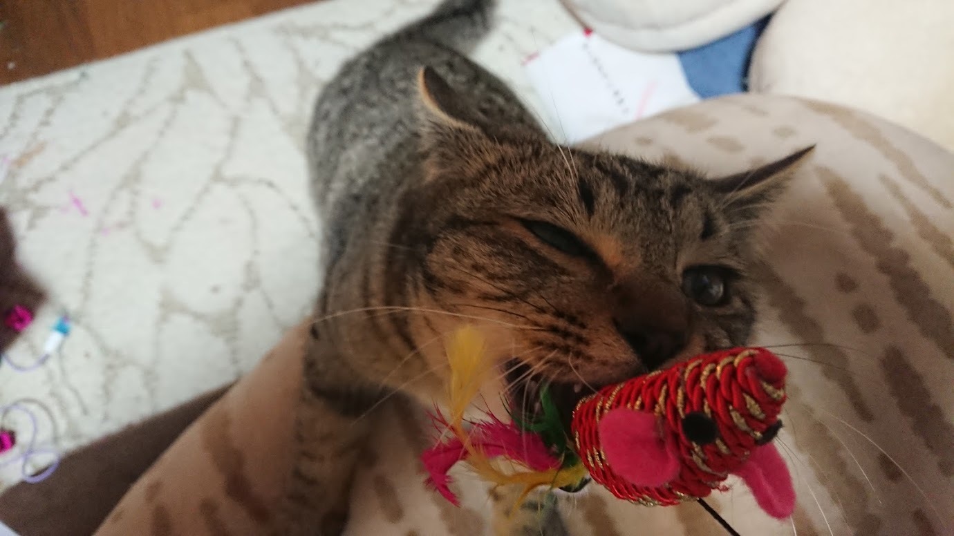 猫のおもちゃのおすすめ人気ランキング10選を紹介！【遊び道具/ハマる】のイメージ