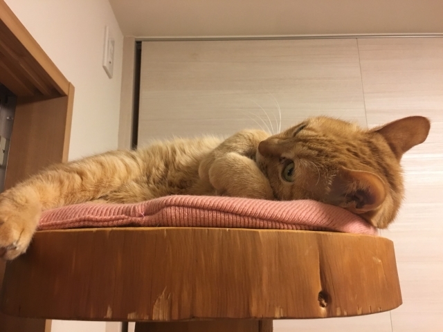木製のキャットタワーのおすすめ5選を紹介!【安全/天然/据え置き】