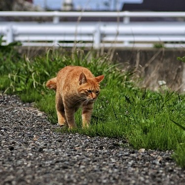 猫の散歩にリードは必要？リードの選び方やおすすめのリードを紹介！