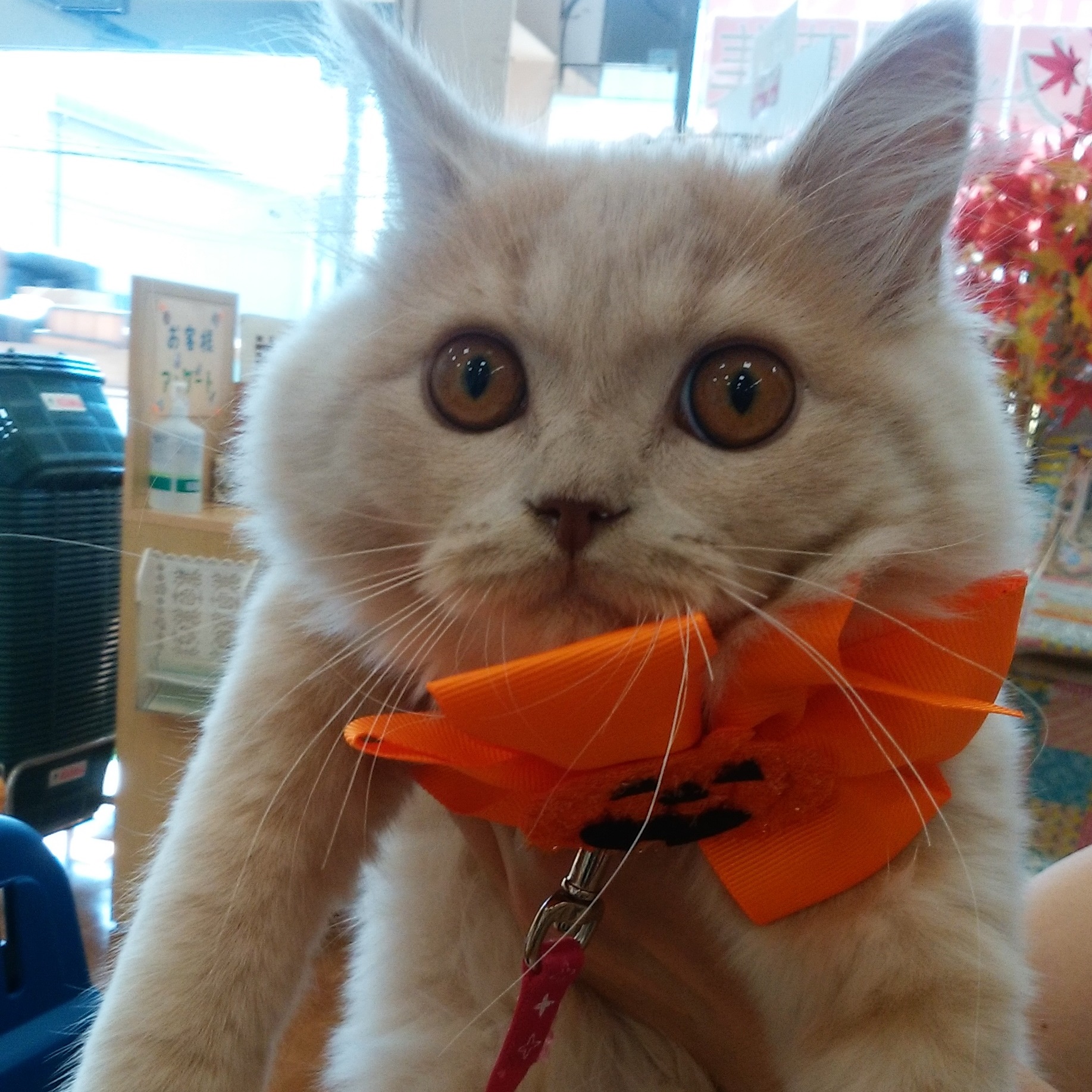 三味線　猫皮　破れなし 付属品多数 ハードケース付き 長唄三味線 紅木棹 猫皮張り 猫皮