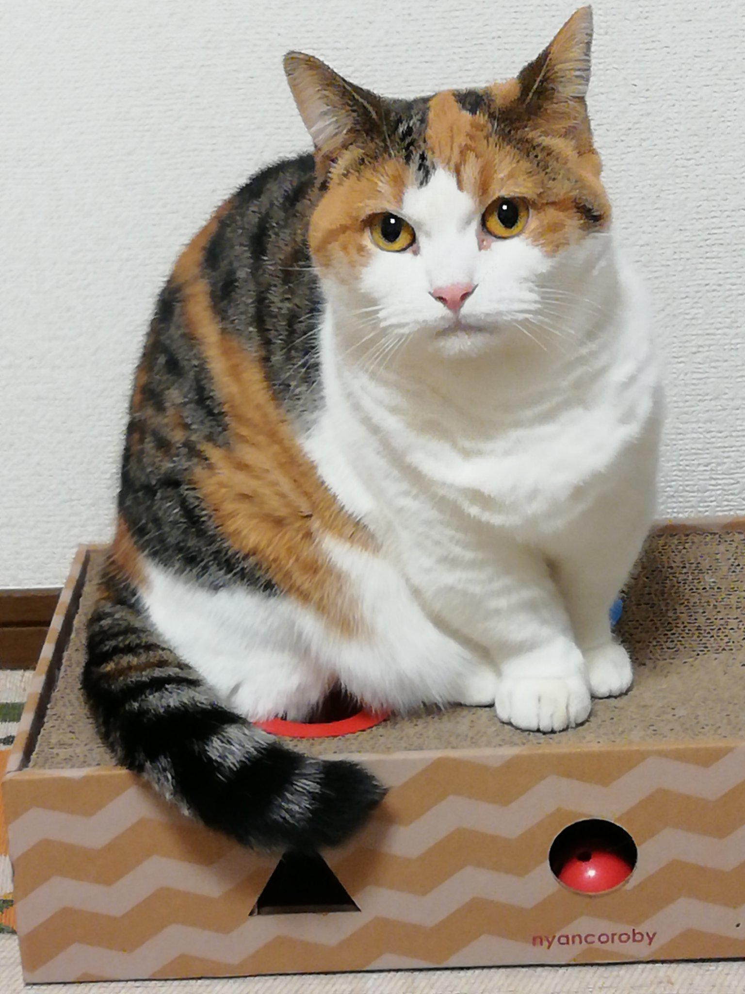 うさぎの耳からわかる感情についてご紹介 たれてる ピンと立つ Petfull