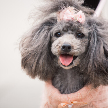 夢占い 子犬の夢の意味25選 幸運を表す Plush 夢占い 子犬の夢の意味25選 幸運を表す Plush