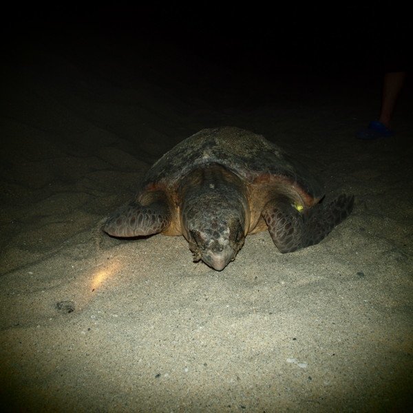 屋久島旅行で人気のプランやツアーご紹介 おすすめの季節や日数は 3ページ目 たび日和