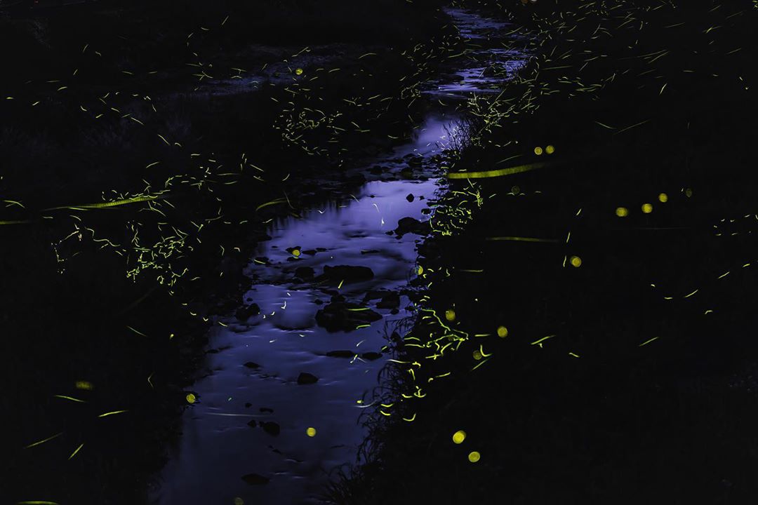 岡山のホタルが見られるスポット13選 名所や穴場観賞スポットをご紹介 2ページ目 たび日和