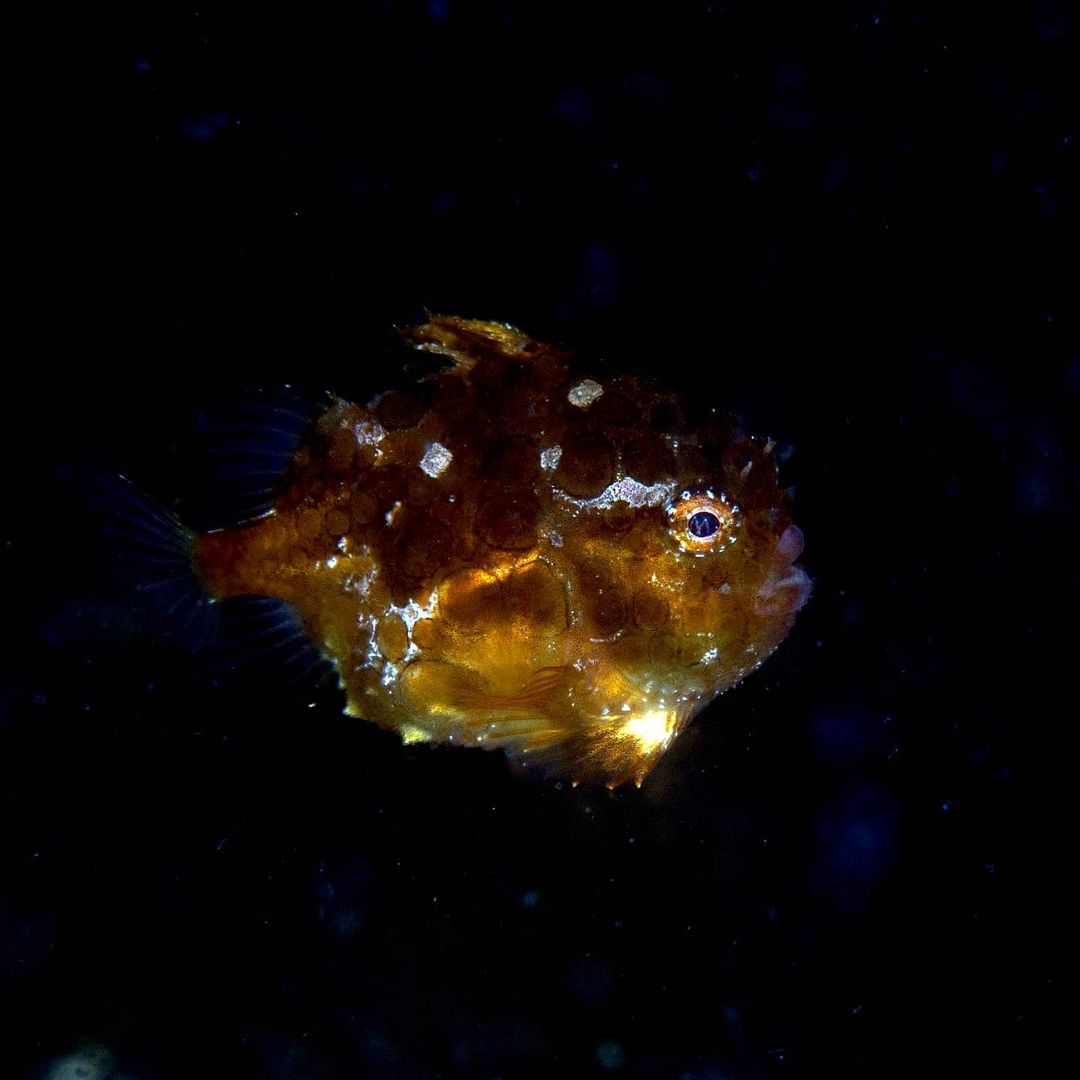ダンゴウオってどんな魚 ちっちゃくてかわいいけど家でも飼育できる 2ページ目 たび日和