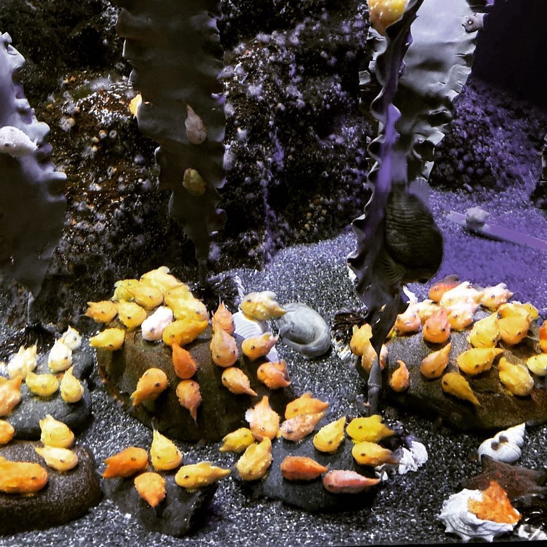 ダンゴウオってどんな魚 ちっちゃくてかわいいけど家でも飼育できる 2ページ目 たび日和