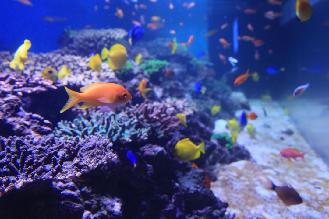 ダンゴウオってどんな魚 ちっちゃくてかわいいけど家でも飼育できる 3ページ目 たび日和
