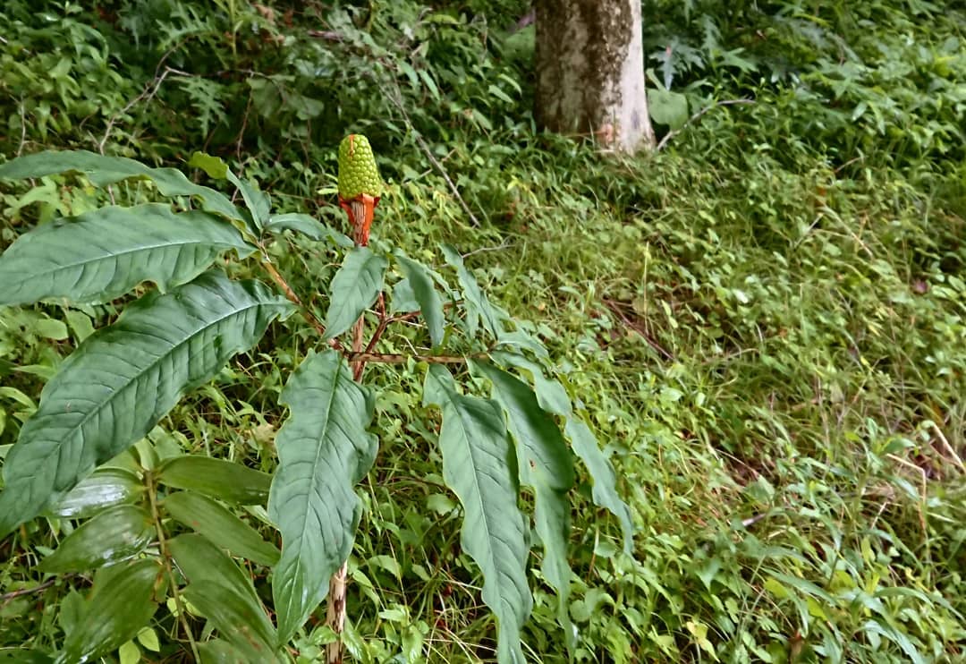 マムシグサはどんな植物 特徴から食べ方まで徹底解説 3ページ目 たび日和