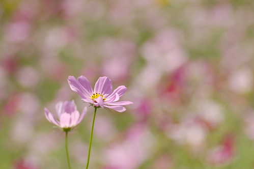 有名なあの花は漢字でどうやって書く 知ると面白い花の漢字表記をご紹介 2ページ目 たび日和