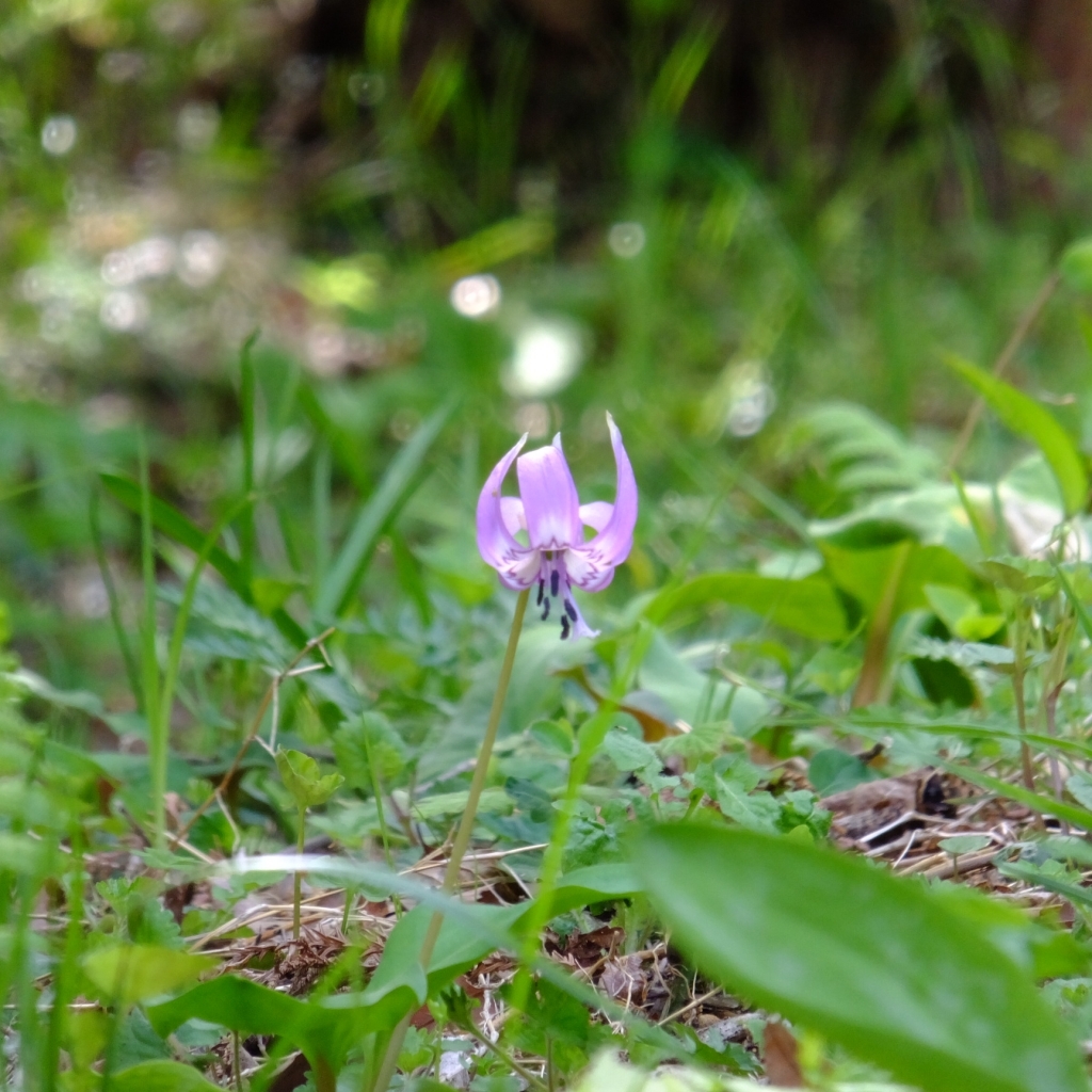 相模原 厚木 伊勢原 の記事一覧 たび日和