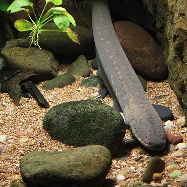 ヌタウナギはぬるぬるすぎてヤバい 粘液のせいで事故も起きた 4ページ目 たび日和