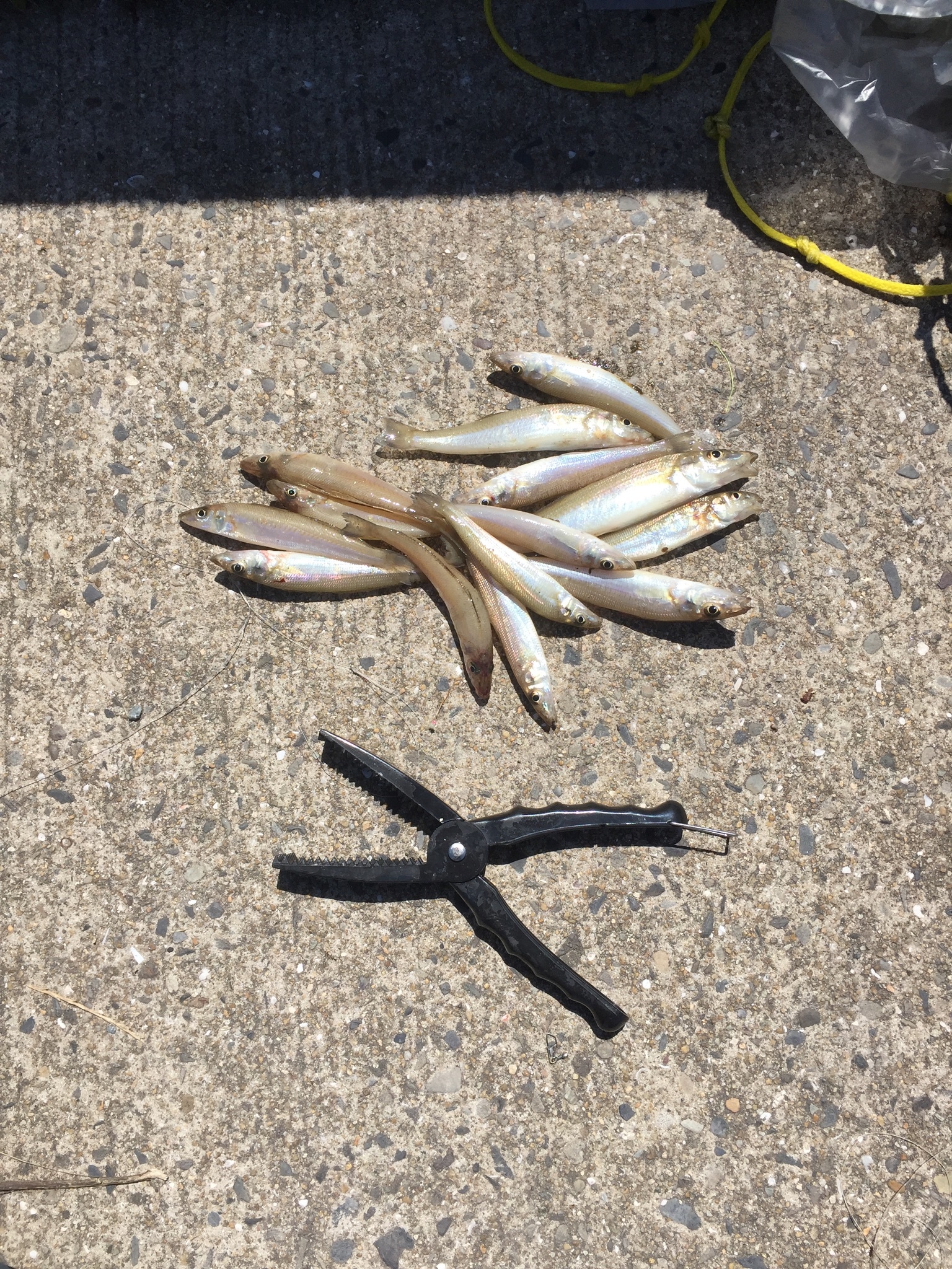 キスの釣り方はコレを覚えておけばok 初心者向けに仕掛けやコツをご紹介 釣り日和