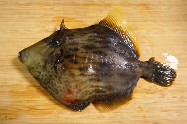 カワハギのおすすめ料理法12選 おいしく食べられる簡単レシピをご紹介 4ページ目 釣り日和