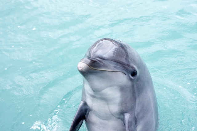 水族館デートに行くならここ おすすめランキングtop13 Lovely