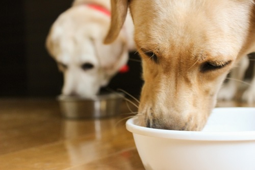 犬食いにドン引き 食事中のngマナー11選 Lovely