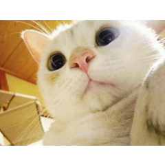 Rough Sigh Long Sigh Brush Clip Studio Assets