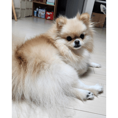 우리집 강아지는 사자