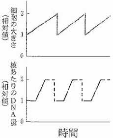 特殊な体細胞分裂 生殖と発生 センター生物対策過去問題集