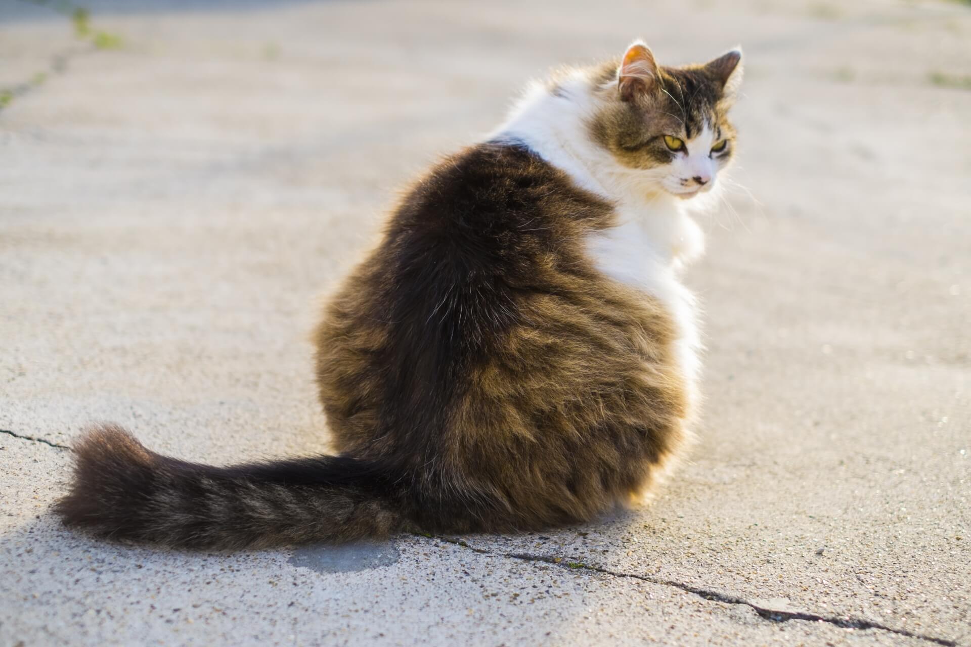 人狼ゲームのコツ 〜猫又になったら〜 人狼ゲームのコツ 〜猫又になったら〜