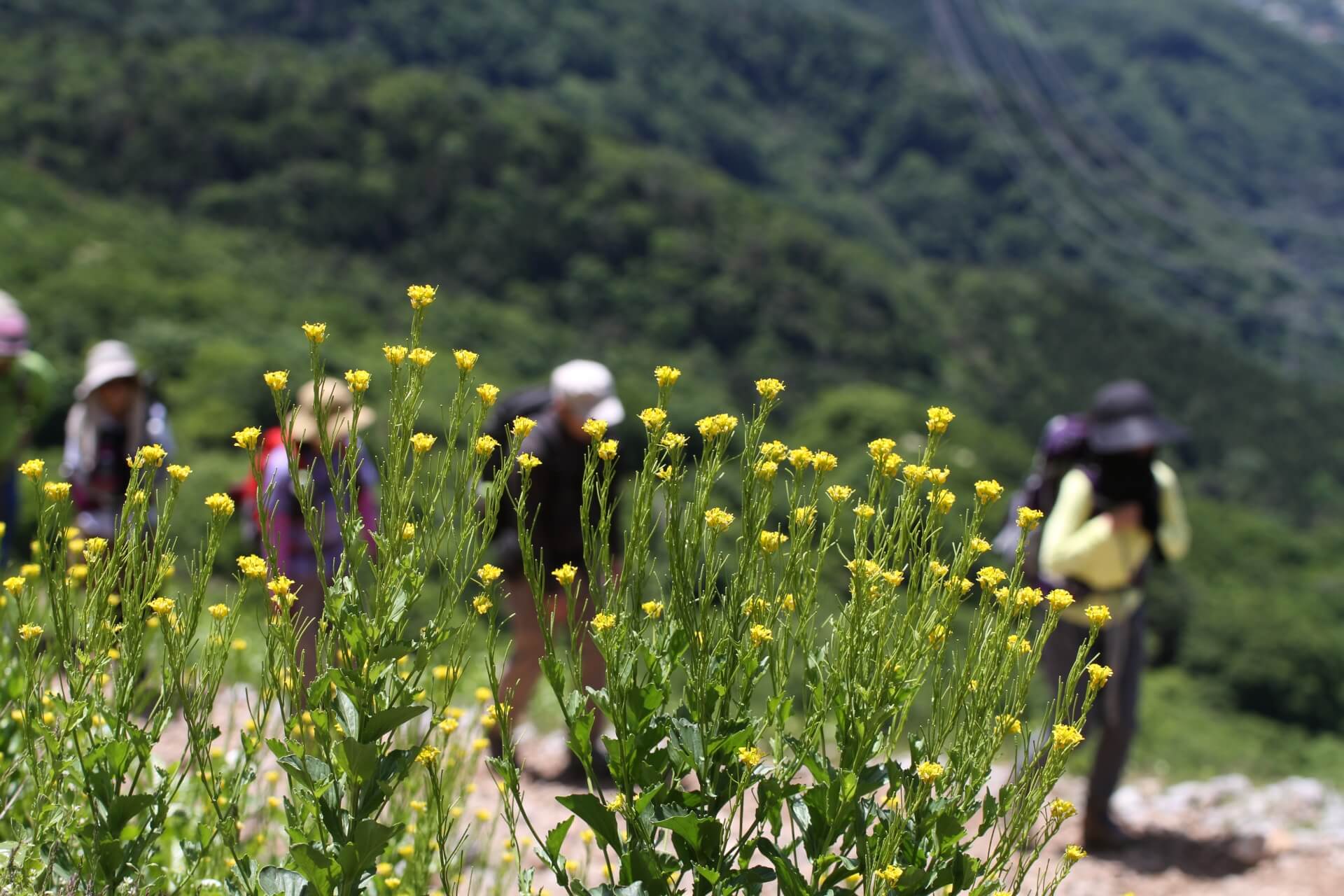 ダイエットにぴったり?登山の消費カロリー ダイエットにぴったり?登山の消費カロリー