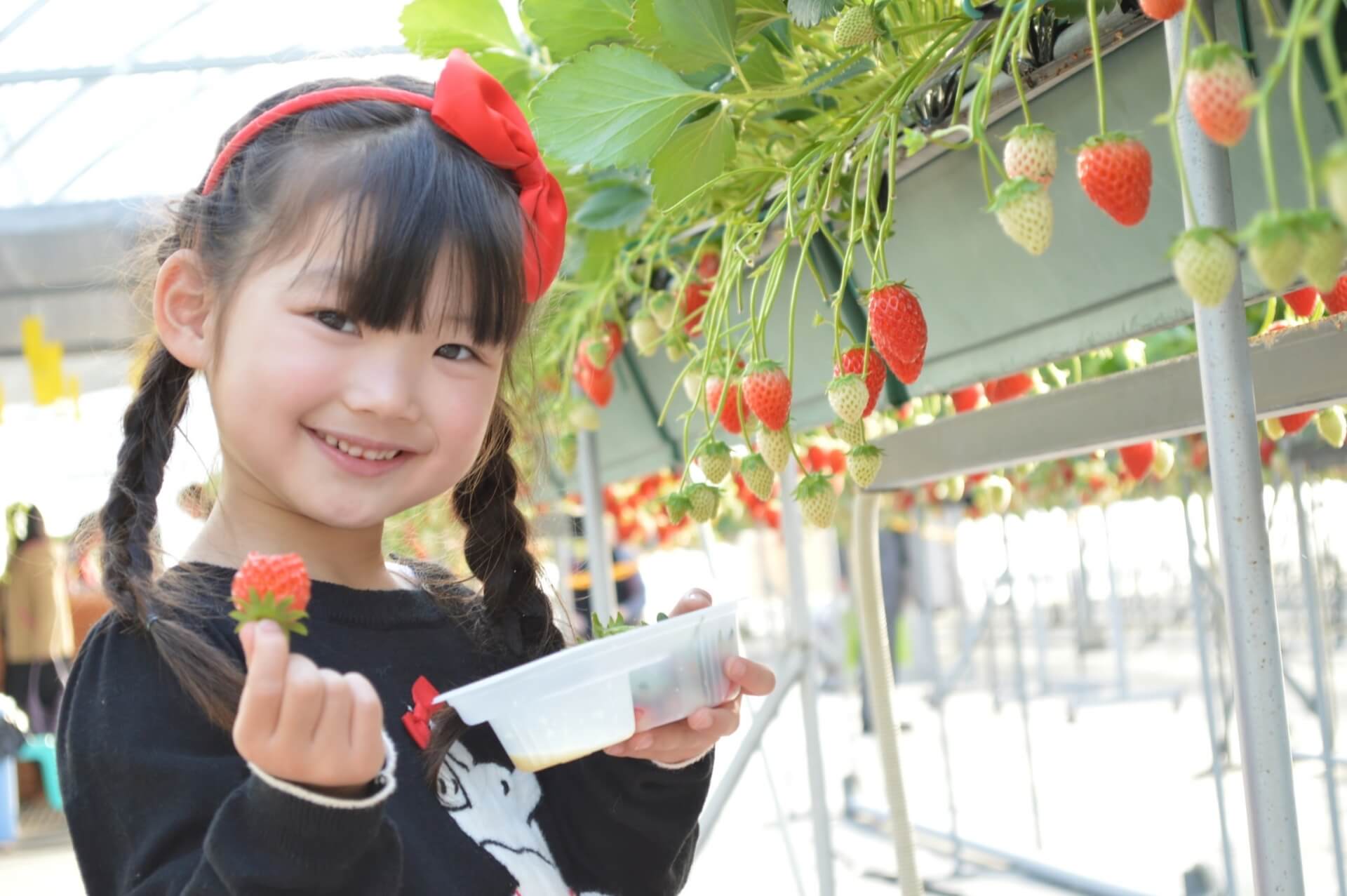 神奈川県でイチゴ狩りを楽しもう 神奈川県でイチゴ狩りを楽しもう