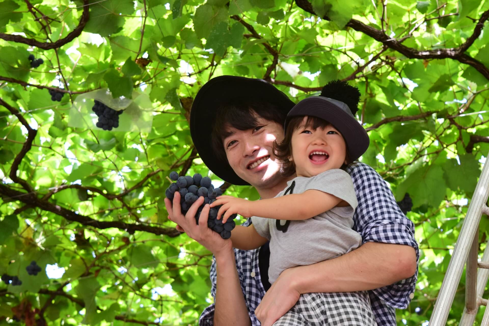 お腹いっぱい!兵庫でぶどう狩りが楽しめる人気のスポット3選 お腹いっぱい!兵庫でぶどう狩りが楽しめる人気のスポット3選