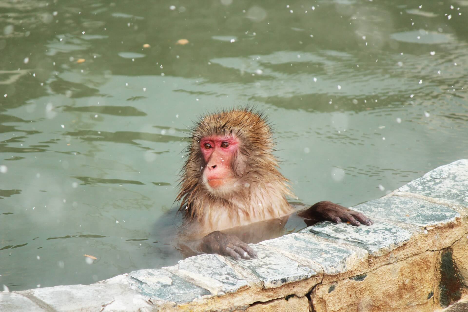 長野県には、温泉に入る猿がいる!? 長野県には、温泉に入る猿がいる!?