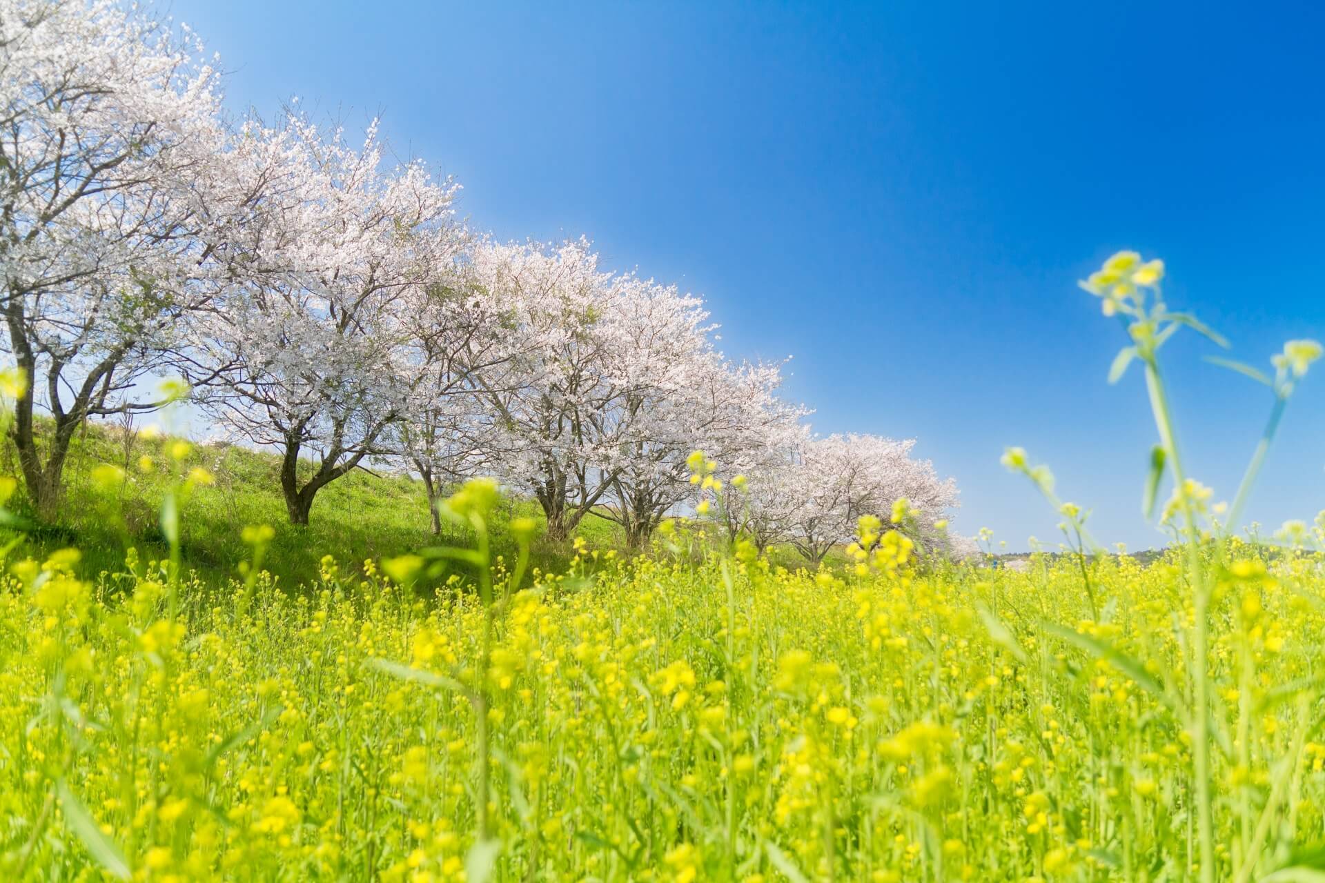 神奈川県でお花見といえば? 神奈川県でお花見といえば?