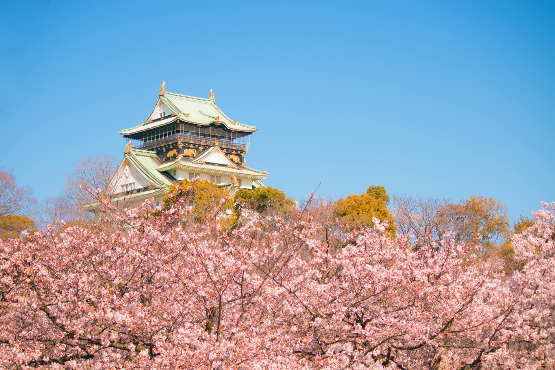 見逃してませんか?関西のお花見の絶景3ヶ所 見逃してませんか?関西のお花見の絶景3ヶ所