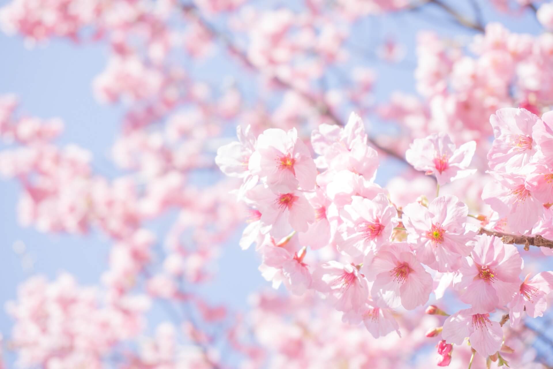 英語でお花見を語る、基本ワード! 英語でお花見を語る、基本ワード!