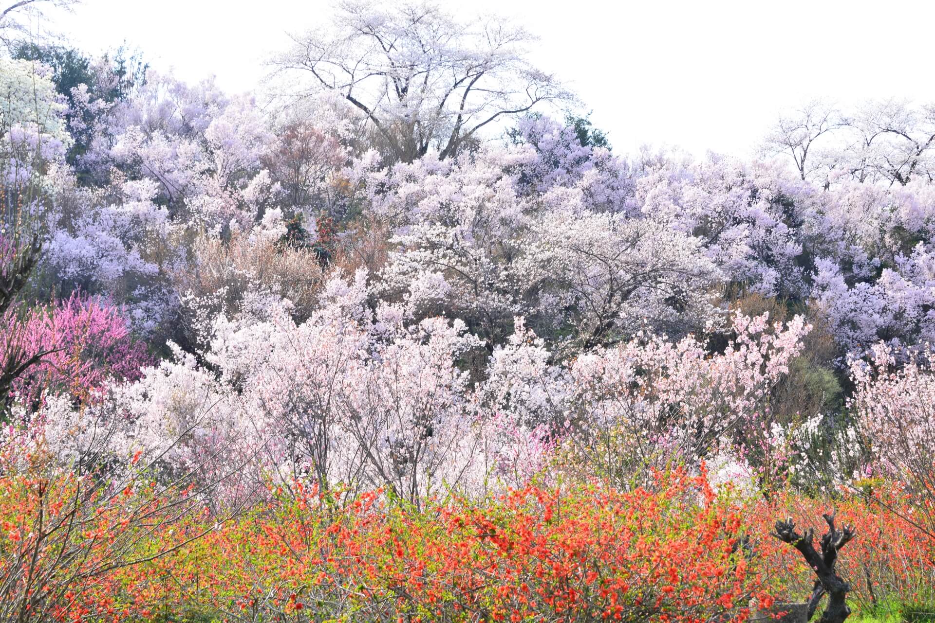 花見山公園の由来をご存じですか? 花見山公園の由来をご存じですか?