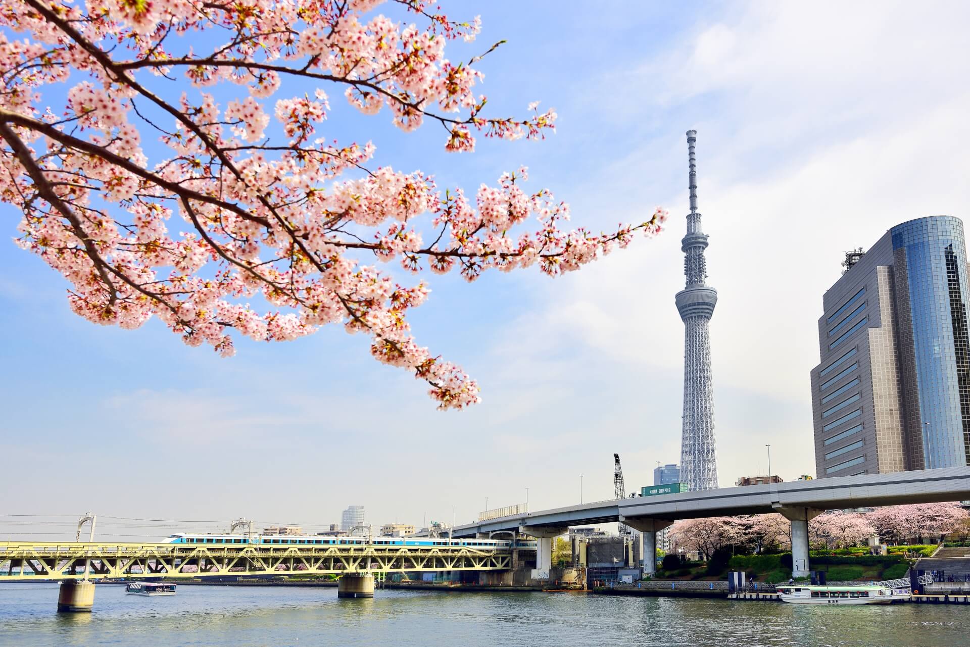 東京のお花見!おすすめTOP3 東京のお花見!おすすめTOP3