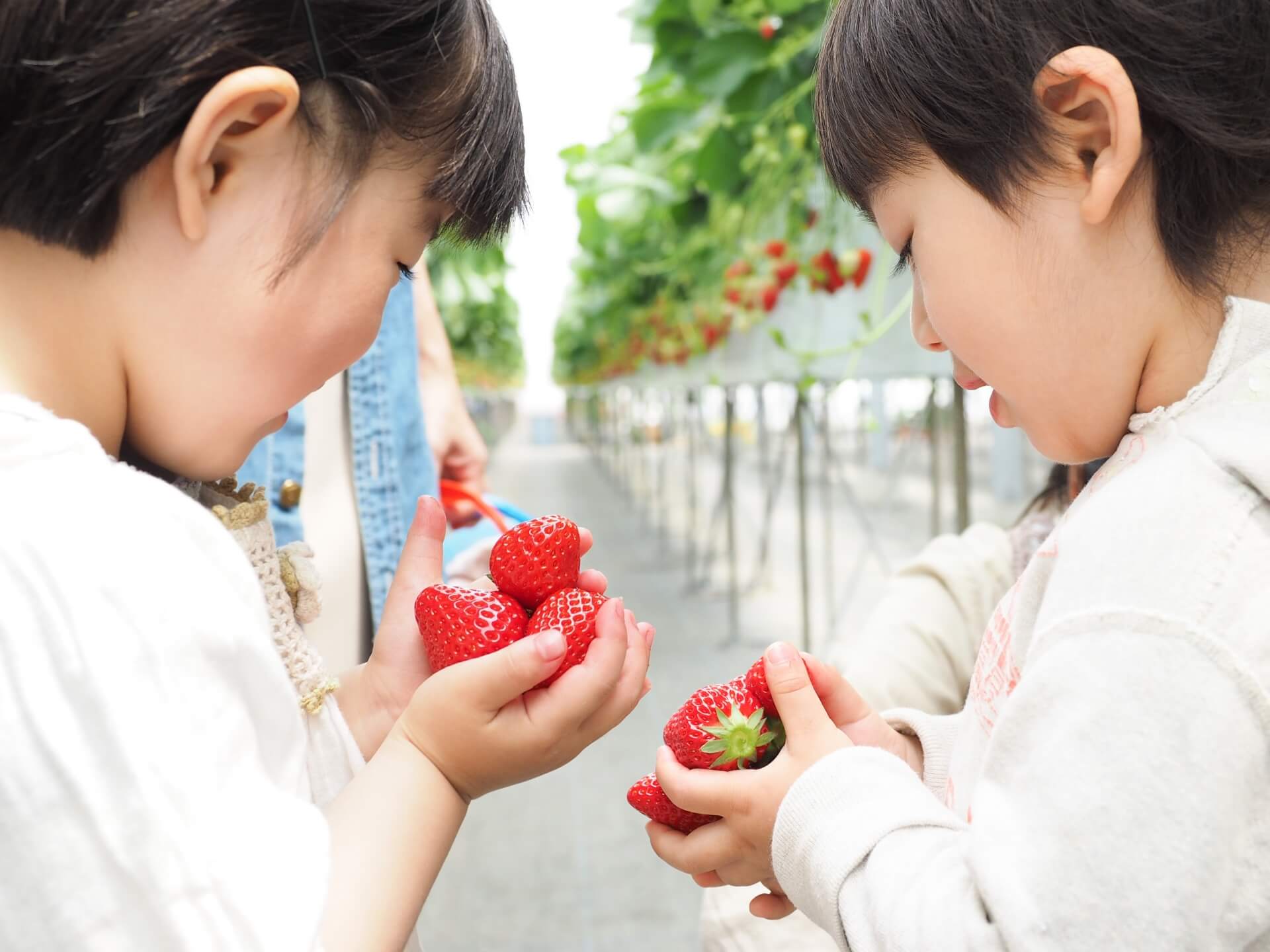 栃木県で人気のイチゴ狩りスポットを紹介! 栃木県で人気のイチゴ狩りスポットを紹介!